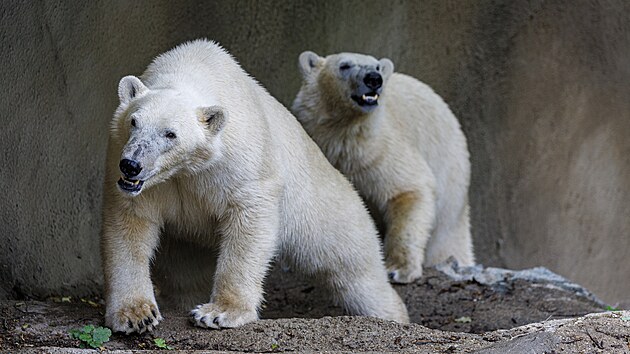 Lední medvědice Anori a Nivi se od minulého týdne zabydlují v nově rozšířeném a zmodernizovaném výběhu ve spodní části brněnské zoo. V sobotu je poprvé viděli návštěvníci, předtím došlo ke slavnostnímu přestřižení pásky. (13. června 2026)