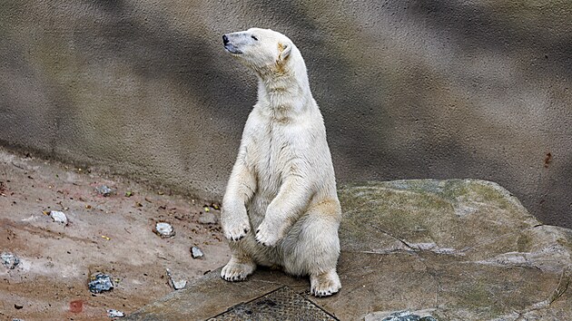 Lední medvědice Anori a Nivi se od minulého týdne zabydlují v nově rozšířeném a zmodernizovaném výběhu ve spodní části brněnské zoo. V sobotu je poprvé viděli návštěvníci, předtím došlo ke slavnostnímu přestřižení pásky. (13. června 2026)