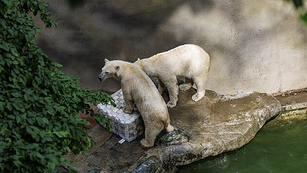 Lední medvědice Anori a Nivi se od minulého týdne zabydlují v nově rozšířeném a zmodernizovaném výběhu ve spodní části brněnské zoo. V sobotu je poprvé viděli návštěvníci, předtím došlo ke slavnostnímu přestřižení pásky. (13. června 2026)