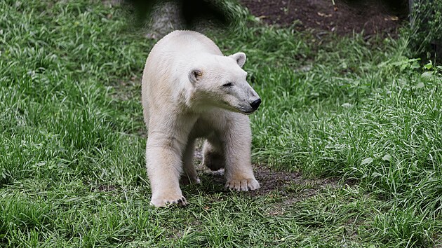 V brněnsk&eacute; zoo se rozkouk&aacute;vaj&iacute; mlad&eacute; ledn&iacute; medvědice Anori a Nivi, kter&eacute; přijely z D&aacute;nska. Na podzim k nim přibudou samci, se kter&yacute;mi by měly m&iacute;t ml&aacute;ďata. (11. června 2026)