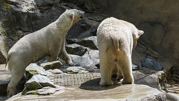 V brněnsk&eacute; zoo se rozkouk&aacute;vaj&iacute; mlad&eacute; ledn&iacute; medvědice Anori a Nivi, kter&eacute; přijely z D&aacute;nska. Na podzim k nim přibudou samci, se kter&yacute;mi by měly m&iacute;t ml&aacute;ďata. (11. června 2026)