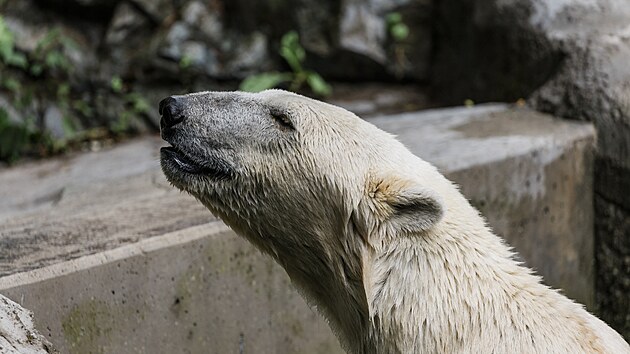 Čtyřlet&eacute; ledn&iacute; medvědice Anori a Nivi se postupně zabydluj&iacute; v roz&scaron;&iacute;řen&eacute;m a zmodernizovan&eacute;m v&yacute;běhu v doln&iacute; č&aacute;sti brněnsk&eacute; zoo. (11. června 2026)