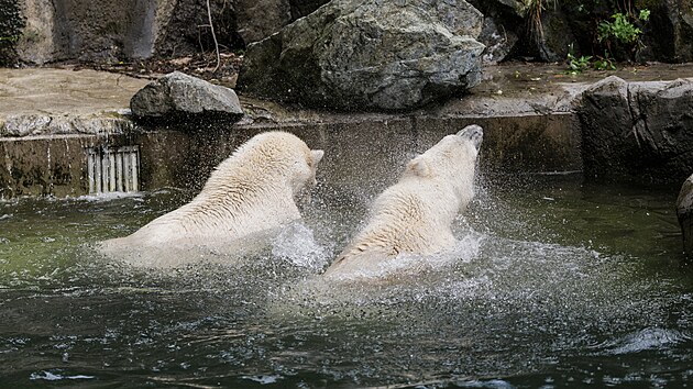 Čtyřlet&eacute; ledn&iacute; medvědice Anori a Nivi se postupně zabydluj&iacute; v roz&scaron;&iacute;řen&eacute;m a zmodernizovan&eacute;m v&yacute;běhu v doln&iacute; č&aacute;sti brněnsk&eacute; zoo. (11. června 2026)