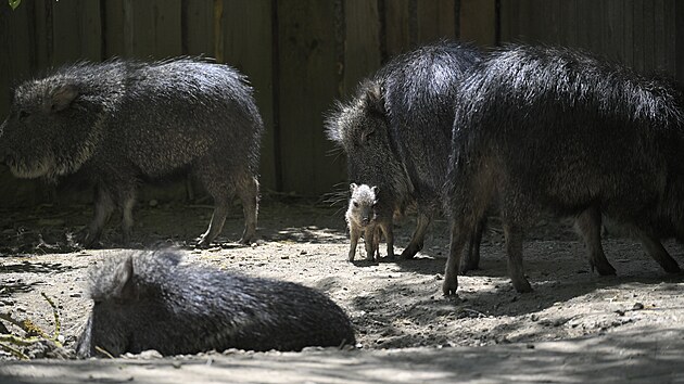 Minul&yacute; měs&iacute;c se v jihlavsk&eacute; zoo narodilo ml&aacute;dě pekari Wagnerova. Přirozeně se tenhle druh vyskytuje v such&yacute;ch a hork&yacute;ch křovinat&yacute;ch oblastech středn&iacute; č&aacute;sti Jižn&iacute; Ameriky, zn&aacute;m&yacute;ch jako Gran Chaco. Dlouho byl ov&scaron;em považov&aacute;n za d&aacute;vno vyhynul&eacute; zv&iacute;ře.
