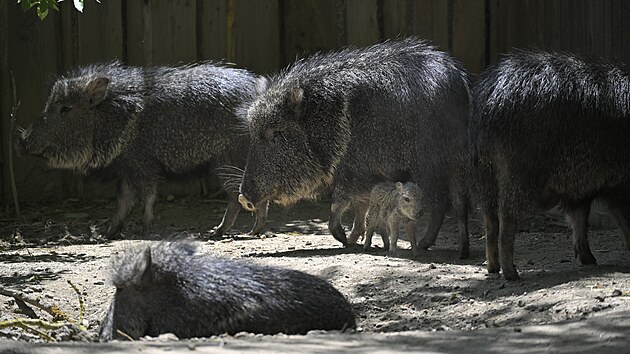 Minul&yacute; měs&iacute;c se v jihlavsk&eacute; zoo narodilo ml&aacute;dě pekari Wagnerova. Přirozeně se tenhle druh vyskytuje v such&yacute;ch a hork&yacute;ch křovinat&yacute;ch oblastech středn&iacute; č&aacute;sti Jižn&iacute; Ameriky, zn&aacute;m&yacute;ch jako Gran Chaco. Dlouho byl ov&scaron;em považov&aacute;n za d&aacute;vno vyhynul&eacute; zv&iacute;ře.
