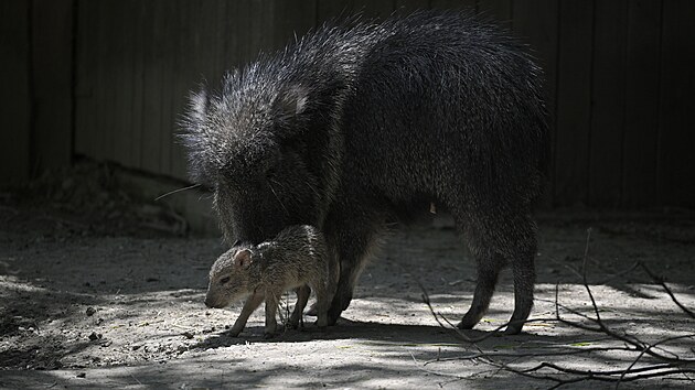 Minul&yacute; měs&iacute;c se v jihlavsk&eacute; zoo narodilo ml&aacute;dě pekari Wagnerova. Přirozeně se tenhle druh vyskytuje v such&yacute;ch a hork&yacute;ch křovinat&yacute;ch oblastech středn&iacute; č&aacute;sti Jižn&iacute; Ameriky, zn&aacute;m&yacute;ch jako Gran Chaco. Dlouho byl ov&scaron;em považov&aacute;n za d&aacute;vno vyhynul&eacute; zv&iacute;ře.