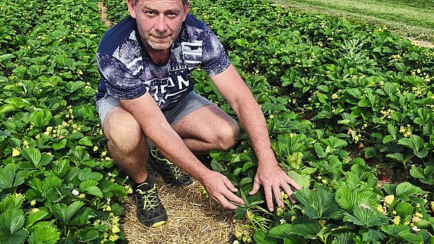 Pavel Drahoš na své farmě v Dolním Újezdu na Svitavsku vyhlíží začátek samosběrů jahod. (9. června 2026)
