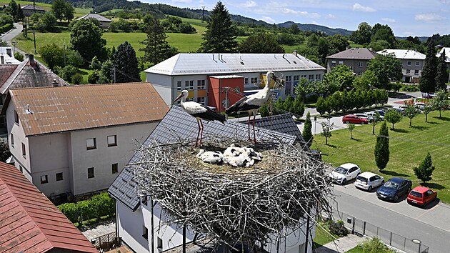 Ornitologov&eacute; kontrolovali č&aacute;py v Ratiboři na Vset&iacute;nsku. (červen 2026)