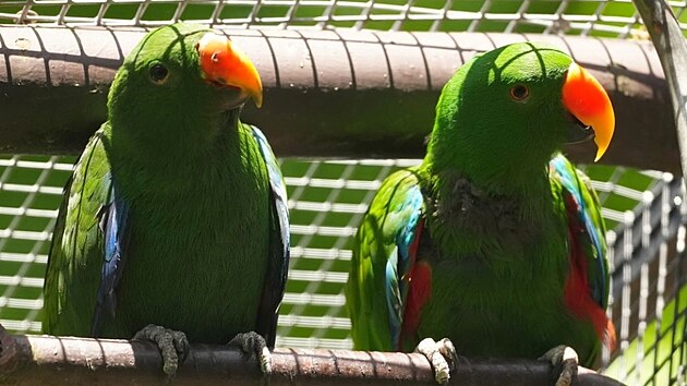 Zoologick&aacute; zahrada Ostrava zaznamenala v&yacute;znamn&yacute; chovatelsk&yacute; &uacute;spěch, když se tamn&iacute;mu mlad&eacute;mu p&aacute;ru eklektů papu&aacute;nsk&yacute;ch poprv&eacute; podařilo &uacute;spě&scaron;ně odchovat ml&aacute;dě. Rodinku eklektů mohou n&aacute;v&scaron;těvn&iacute;ci ostravsk&eacute; zoo pozorovat společně se skupinou ledň&aacute;ků modrokř&iacute;dl&yacute;ch pobl&iacute;ž vchodu do pavilonu Papua.