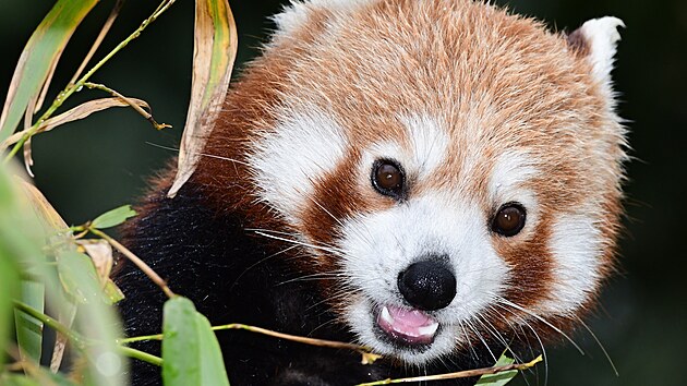 Panda červená přivedla v olomouckém zoo na svět první mláďata v historii zahrady. (červen 2026).