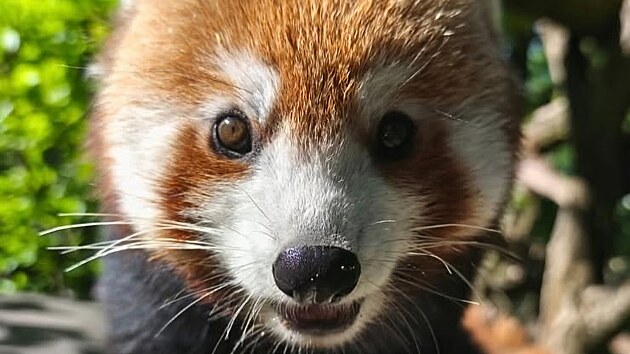 Panda červen&aacute;, kter&aacute; utekla z brněnsk&eacute; zoo. (25 června 2026)