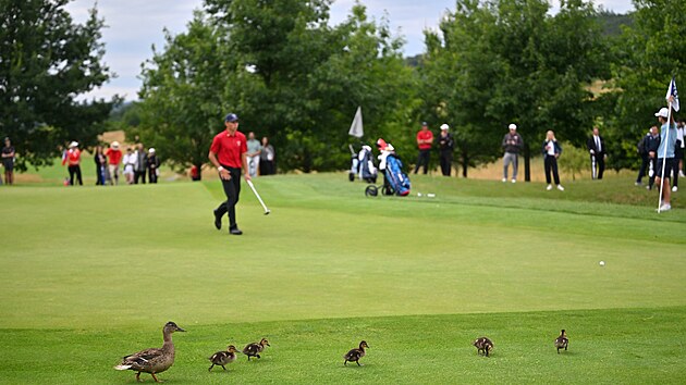 Golfov&yacute; resort Kask&aacute;da slouž&iacute; jako hři&scaron;tě, galerie uměleck&yacute;ch děl i jako domov zv&iacute;řat. Ta se někdy k m&iacute;čkům dostanou až pov&aacute;žlivě bl&iacute;zko.