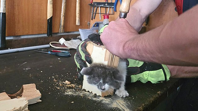 Kotě uvázlo hlavičkou ve větrání dveří.