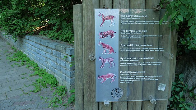 Rysy chov&aacute; jihlavsk&aacute; zoologick&aacute; zahrada od 80. let, nyn&iacute; ale měla zhruba dvouletou pauzu. (22. června 2026)