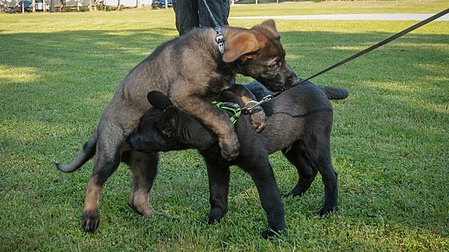 Řady jihočesk&eacute; Policie ČR roz&scaron;&iacute;řila dvě několikat&yacute;denn&iacute; &scaron;těňata německ&eacute;ho ovč&aacute;ka - Casper a &Aacute;rč&iacute; (čern&yacute; pes). Ti budou po z&aacute;cviku, kter&yacute; bude trvat dva roky, sloužit jako vyhled&aacute;vači akceler&aacute;torů hořen&iacute; při pož&aacute;rech. (24.6.2026)