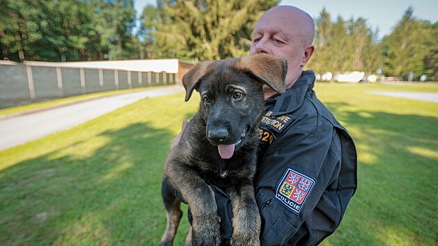 Řady jihočesk&eacute; Policie ČR roz&scaron;&iacute;řila dvě několikat&yacute;denn&iacute; &scaron;těňata německ&eacute;ho ovč&aacute;ka - Casper a &Aacute;rč&iacute; (čern&yacute; pes). Ti budou po z&aacute;cviku, kter&yacute; bude trvat dva roky, sloužit jako vyhled&aacute;vači akceler&aacute;torů hořen&iacute; při pož&aacute;rech. (24.6.2026)