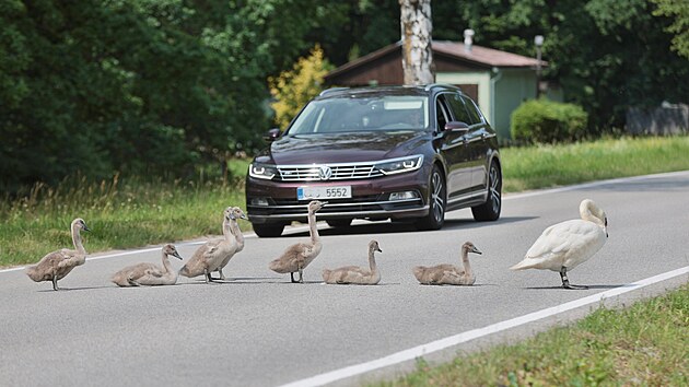 Labut&iacute; rodinka se 7 ml&aacute;ďaty v Litv&iacute;novic&iacute;ch u Česk&yacute;ch Budějovic. (23.6.2026)