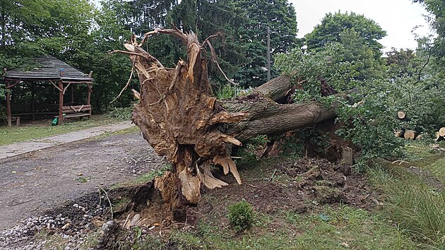 Odpolední bouřku v Rantířově u Jihlavy doprovázel i velmi silný vítr, který vyvrátil hned několik stromů. Jeden spadl přímo v areálu místní školky. (1. července 2026)
