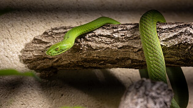 Mamba zelená v Safari Parku Dvůr Králové