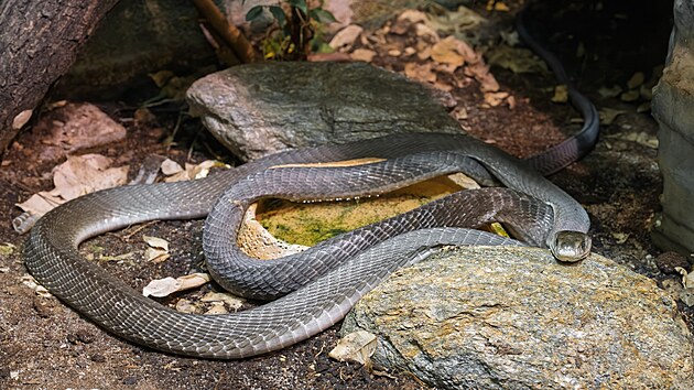 Mamba černá v Safari Parku Dvůr Králové