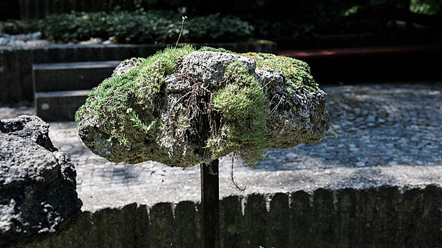 Řadu exotických druhů a vzácností skrývají jak skleníky, tak i rozsáhlý venkovní areál botanické zahrady. (červenec 2026)
