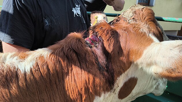 Chovateli na Semilsku nechali veterináři kvůli týrání zabavit devět kusů skotu.