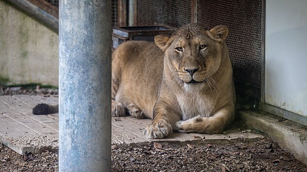 Lvice Elsa, kterou stát na začátku června zabavil z nelegálního chovu zápasníka Karlose Vémoly, se už prochází po venkovním výběhu liberecké zoologické zahrady. (15. července 2026)