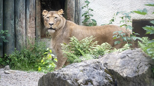 Lvice Elsa, kterou stát na začátku června zabavil z nelegálního chovu zápasníka Karlose Vémoly, se už prochází po venkovním výběhu liberecké zoologické zahrady. (15. července 2026)
