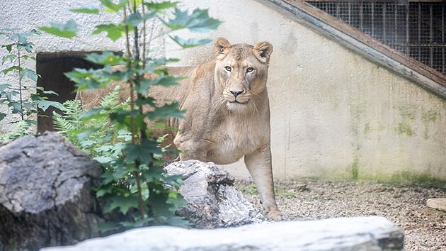 Lvice Elsa, kterou stát na začátku června zabavil z nelegálního chovu zápasníka Karlose Vémoly, se už prochází po venkovním výběhu liberecké zoologické zahrady. (15. července 2026)