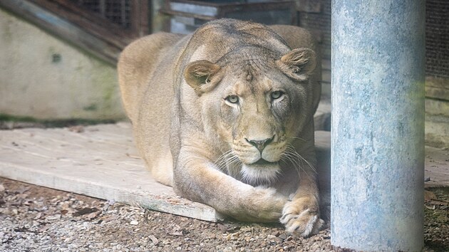 Lvice Elsa, kterou stát na začátku června zabavil z nelegálního chovu zápasníka Karlose Vémoly, se už prochází po venkovním výběhu liberecké zoologické zahrady. (15. července 2026)