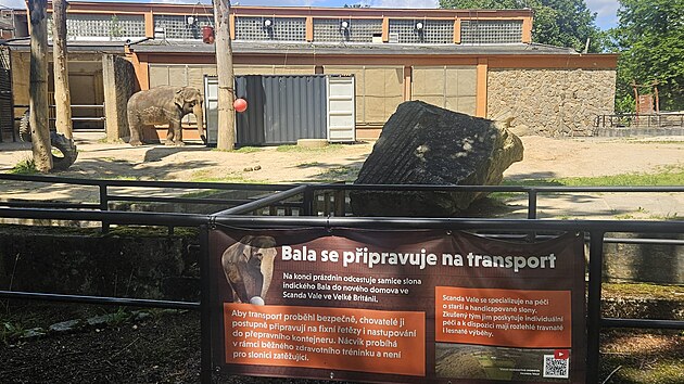 Bala se připravuje na přesun z Liberce, ve výběhu už má cvičný kontejner. (červenec 2026)
