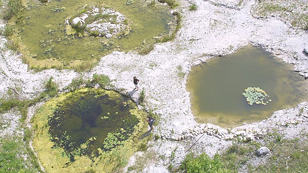 Ve štramberském arboretu jsou i četná jezírka, ve kterých žijí chránění obojživelníci.