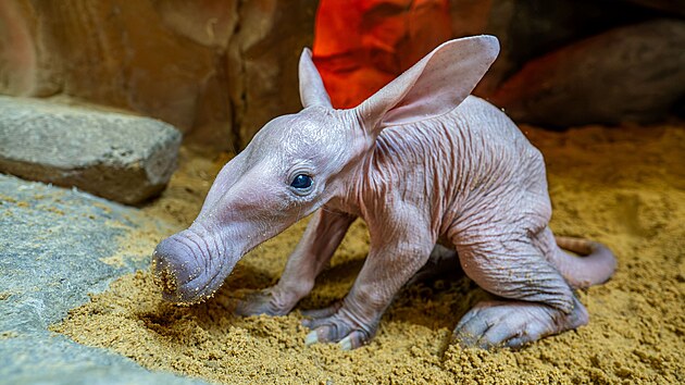 V olomoucké zoologické zahradě se narodilo mládě vzácně chovaného hrabáče kapského. (14. července 2026)