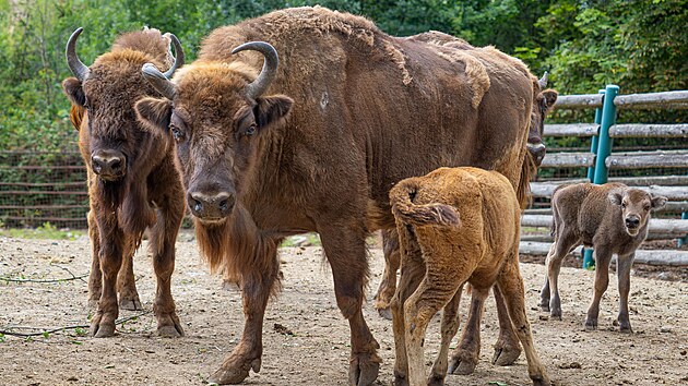 Olomoucká zoo se pyšní zubří rodinkou. (červenec 2026)