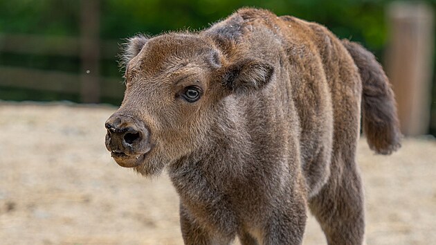 Vítanou podívanou pro návštěvníky nabízí v těchto dnech olomoucká zoo, venku mohou pozorovat mláďata našich největších kopytníků: zubrů evropských. (červenec 2026)