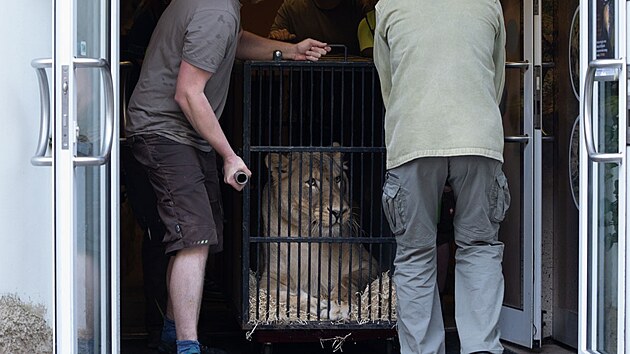 Transport Vémolovy lvice Elsy z liberecké zoo do nizozemského zařízení Felida (28. července 2026)