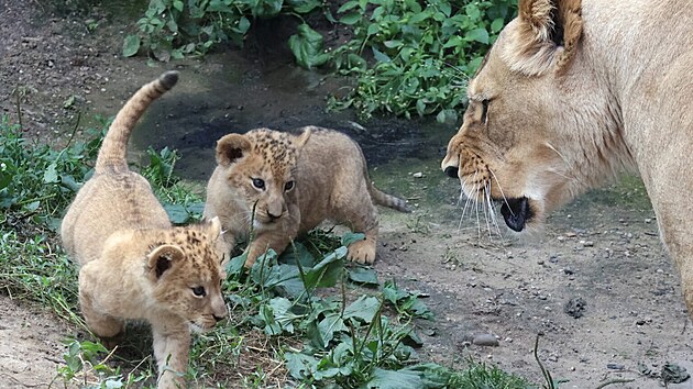 V hodonínské zoo už jsou k vidění nově narozená lvíčata. (červenec 2026)