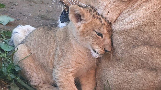 V hodonínské zoo už jsou k vidění nově narozená lvíčata. (červenec 2026)