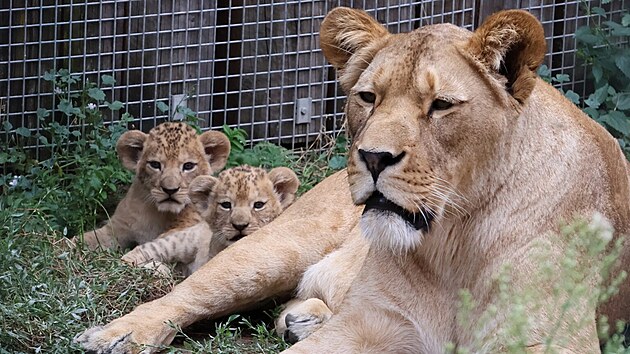 V hodonínské zoo už jsou k vidění nově narozená lvíčata. (červenec 2026)