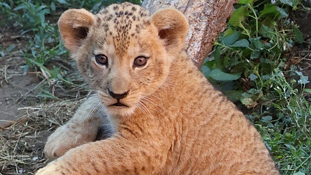 V hodonínské zoo už jsou k vidění nově narozená lvíčata. (červenec 2026)