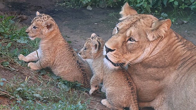 V hodonínské zoo už jsou k vidění nově narozená lvíčata. (červenec 2026)