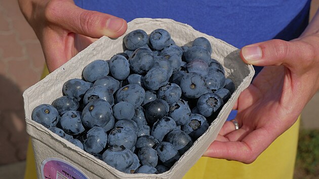 Borůvky obsahuj&iacute; řadu vitaminů, miner&aacute;lů a jsou vhodn&eacute; i pro cukrovk&aacute;ře. (24. července 2026)