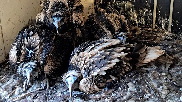 Čtveřice ml&aacute;ďat supů mrchožrav&yacute;ch, dvě původn&iacute; a dvě přidan&aacute;, spolu v ostravsk&eacute; zoo vych&aacute;zej&iacute; překvapivě nadm&iacute;ru dobře. (31. července 2026)