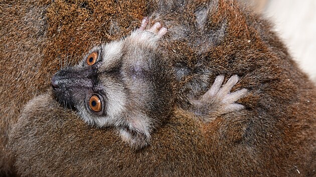 Olomouck&aacute; zoo odchovala už 54. lemura běločel&eacute;ho. (7. srpna 2026)