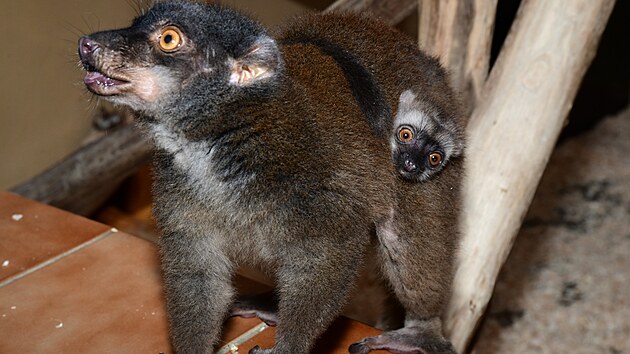Mlad&yacute; lemur je přichycen&yacute; na těle sv&eacute; matky. (7. srpna 2026)