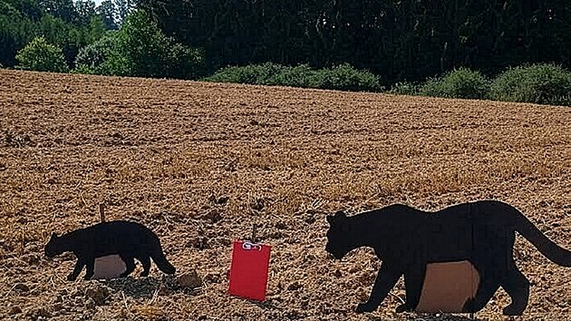 Zooložka Hana Bednářová provedla test s maketami na Táborsku u Dlouhé Lhoty.
