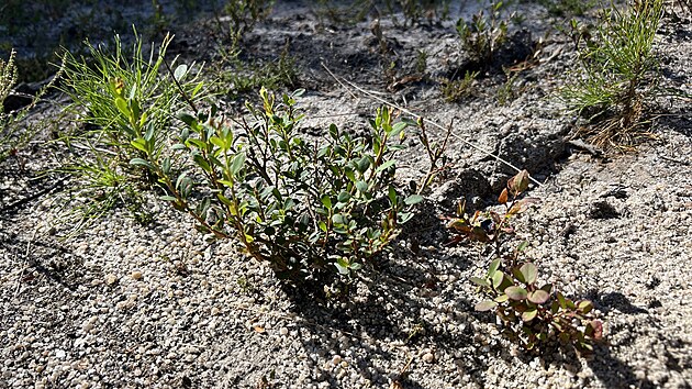 U jedné z písčin očekávají, že s pomocí pravidelného kosení by v místě mělo vzniknout vřesoviště s borůvkami, vlochyněmi a na ně vázanými druhy některých motýlů a bezobratlých či střevlíků. (červenec 2026)
