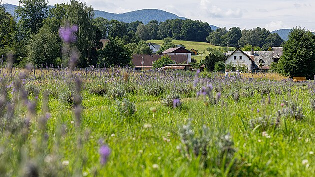 Majitelka levandulové farmy Adéla Roubíčková začínala postupně. Nejdříve pozorovala krajinu, potom vysadila první levandule a dnes se stará o tisíce rostlin i ovce.