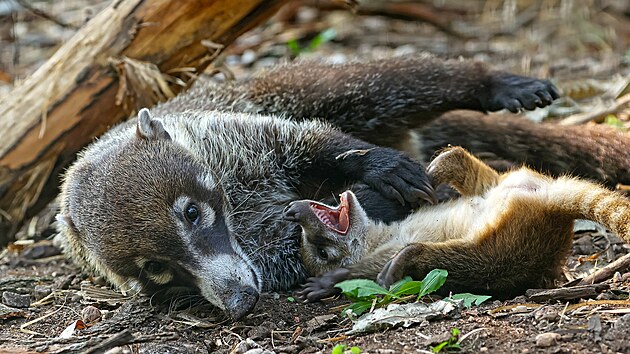V plzeňské zoo se narodila trojčata nosálů bělohubých.