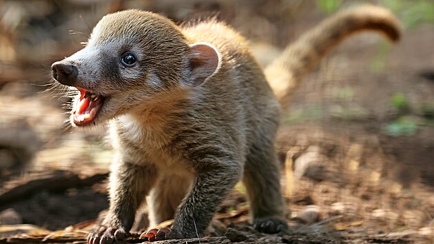 V plzeňské zoo se narodila trojčata nosálů bělohubých.